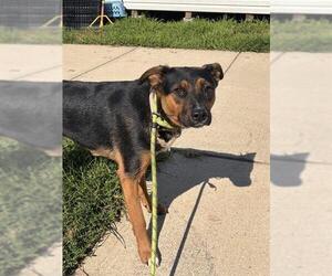 Medium Photo #1 German Shepherd Dog-Unknown Mix Puppy For Sale in Forestville, MD, USA