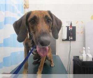 Plott Hound Dogs for adoption in Mobile, AL, USA