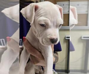 American Pit Bull Terrier Dogs for adoption in Conroe, TX, USA