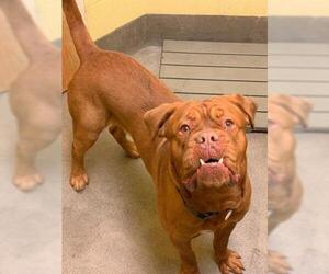 Dogue de Bordeaux Dogs for adoption in Forestville, MD, USA