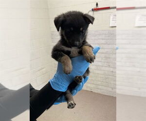 German Shepherd Dog-Unknown Mix Dogs for adoption in San Bernardino, CA, USA