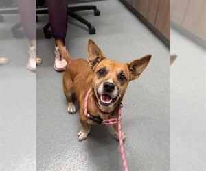 Beagle Dogs for adoption in Baytown, TX, USA