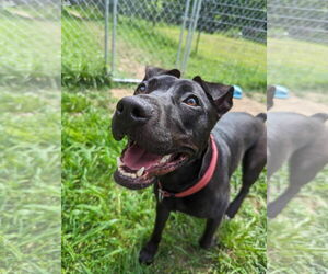 American Pit Bull Terrier-Mountain Cur Mix Dogs for adoption in Calhoun, GA, USA