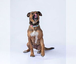 American Pit Bull Terrier-Labrador Retriever Mix Dogs for adoption in Oak Bluffs, MA, USA