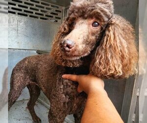 Poodle (Standard) Dogs for adoption in Temple, TX, USA