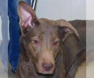 Doberman Pinscher Dogs for adoption in Zanesville, OH, USA