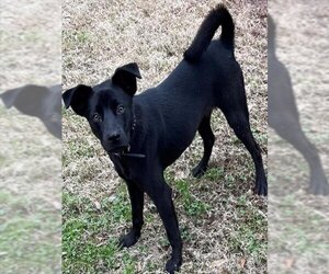 Sheprador Dogs for adoption in Texas City, TX, USA