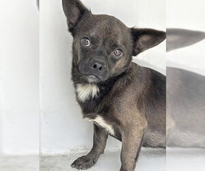 Chihuahua-Unknown Mix Dogs for adoption in Houston, TX, USA