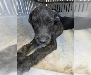 Mutt Dogs for adoption in San Antonio, TX, USA