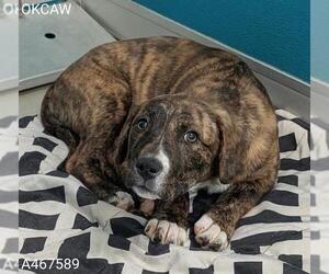 American Staffordshire Terrier-Unknown Mix Dogs for adoption in Oklahoma City, OK, USA