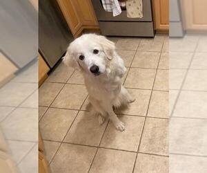 Great Pyrenees Dogs for adoption in Newport, KY, USA