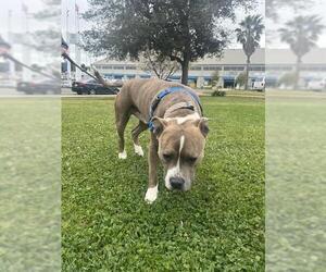 American Pit Bull Terrier Dogs for adoption in Alameda, CA, USA