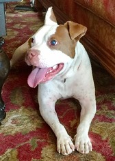 Staffordshire Bull Terrier Dogs for adoption in Savannah, MO, USA