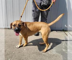 American Pit Bull Terrier Dogs for adoption in Louisville, KY, USA