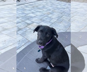 Boxador Dogs for adoption in pomfret, CT, USA