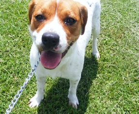 Beagle-Unknown Mix Dogs for adoption in New Bern, NC, USA