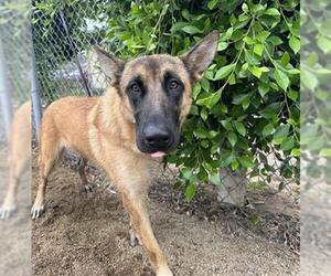 Mutt Dogs for adoption in Chula Vista, CA, USA