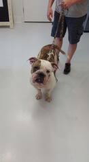 Bulldog Dogs for adoption in Mt. Gilead, OH, USA
