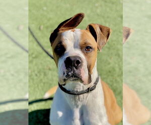 Boxer Dogs for adoption in Austin, TX, USA