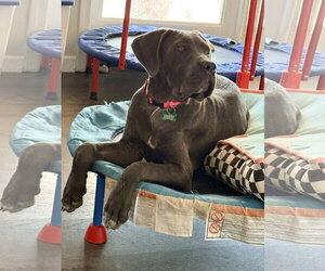 Mutt Dogs for adoption in Goodyear, AZ, USA