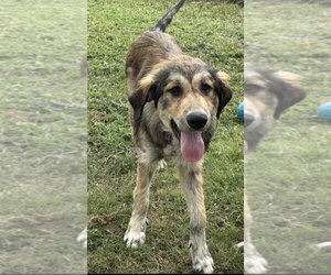 Mutt Dogs for adoption in Andover, MN, USA