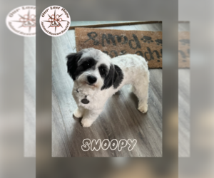 Havanese-Unknown Mix Dogs for adoption in Princeton, British Columbia, Canada