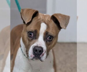 Boxer-Unknown Mix Dogs for adoption in Canton, CT, USA