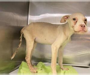 Mutt Dogs for adoption in San Antonio, TX, USA