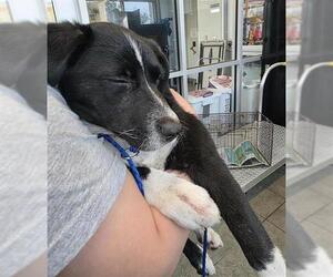 Labrador Retriever-Unknown Mix Dogs for adoption in San Antonio, TX, USA