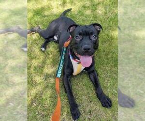 Mutt Dogs for adoption in Brewster, MA, USA