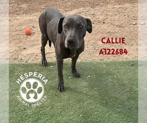 Mutt Dogs for adoption in HESPERIA, CA, USA