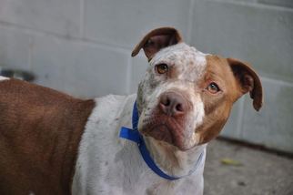 American Pit Bull Terrier-Pointer Mix Dogs for adoption in Pensacola, FL, USA
