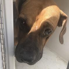 Bloodhound Dogs for adoption in Houston, TX, USA