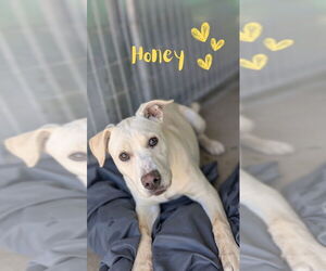 American Pit Bull Terrier-Labrador Retriever Mix Dogs for adoption in Monte Vista, CO, USA