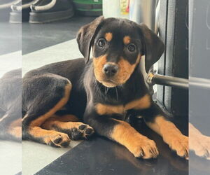 Black and Tan Coonhound-Doberman Pinscher Mix Dogs for adoption in GILBERTS, IL, USA
