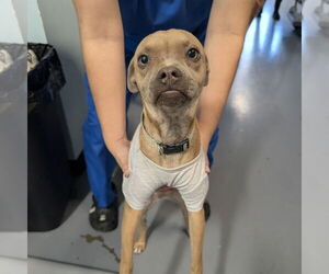 Buggs Dogs for adoption in Chico, CA, USA