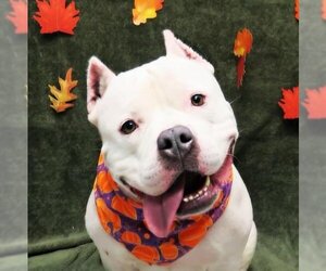 Staffordshire Bull Terrier Dogs for adoption in Spring Lake, NJ, USA