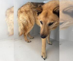 German Shepherd Dog-Unknown Mix Dogs for adoption in Houston, TX, USA