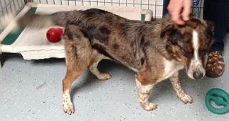 Border-Aussie Dogs for adoption in South Amana, IA, USA