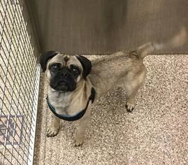 Pug Dogs for adoption in Martinsburg, WV, USA