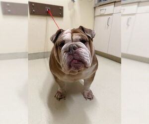 Bulldog Dogs for adoption in Fremont, CA, USA