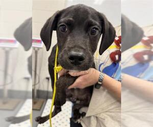 Labrador Retriever-Unknown Mix Dogs for adoption in Peoria, IL, USA