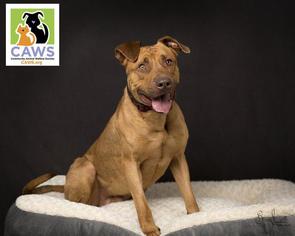 American Pit Bull Terrier-Unknown Mix Dogs for adoption in Salt Lake City, UT, USA