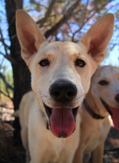 Alaskan Husky-Unknown Mix Dogs for adoption in Alamogordo, NM, USA