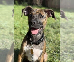Boxer-Unknown Mix Dogs for adoption in Salt Lake City, UT, USA