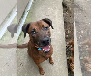 Mutt Dogs for adoption in San Diego, CA, USA