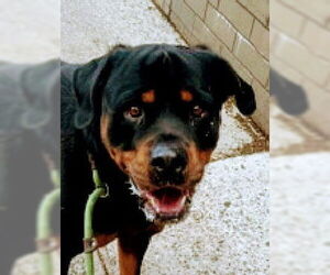 Rottweiler Dogs for adoption in Hillsboro, NH, USA