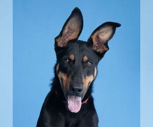 Doberman Pinscher Dogs for adoption in Pasadena, CA, USA