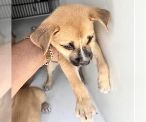 Black Mouth Cur-Unknown Mix Dogs for adoption in Houston, TX, USA
