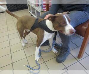 American Pit Bull Terrier Dogs for adoption in Ocala, FL, USA